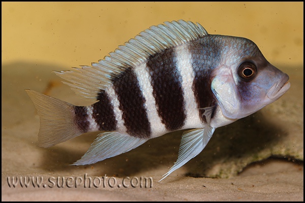 Cyphotilapia gibberosa 'Samazi'
